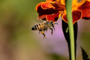 PvdA Drenthe steunt bijenbermen